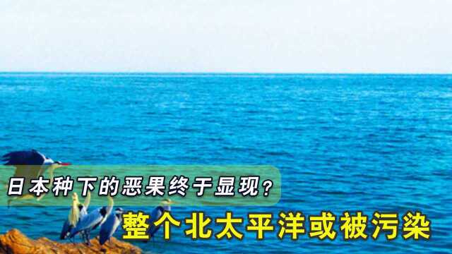 日本种下的恶果终于显现?整个北太平洋或被污染,中方亮明态度