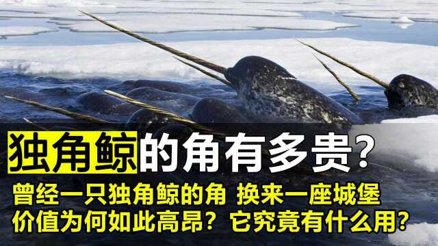 独角鲸的角有多贵?据说1根角就能换一座城堡?它到底有什么用?