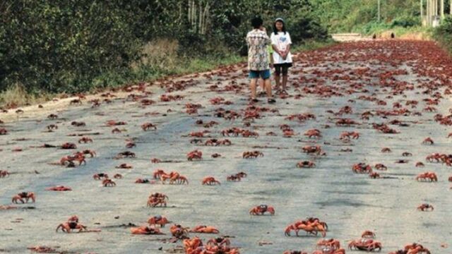 山东又一生物灾害出现?正大规模侵袭,吃货们也表示无能为力