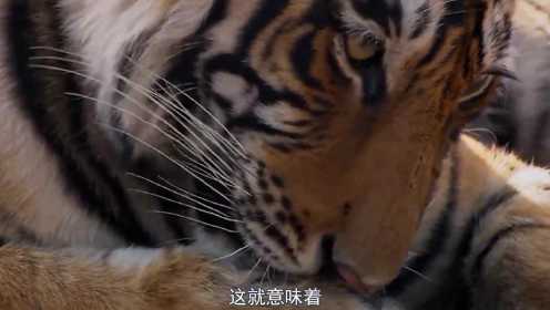 纪录片：老虎生存技能太猛了！一击必杀巨型野猪，镜头记录下精彩一幕