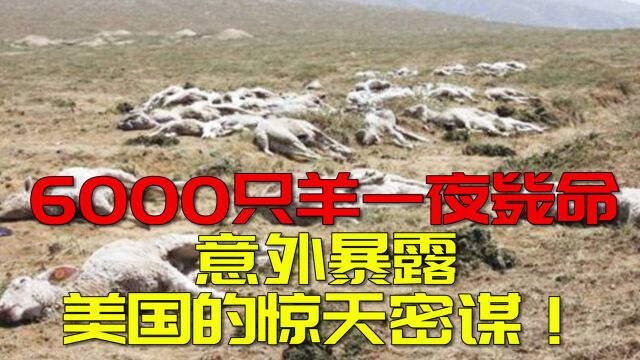 6000只羊一夜毙命,牵扯出一桩惊天密谋!美国:在研究生化武器