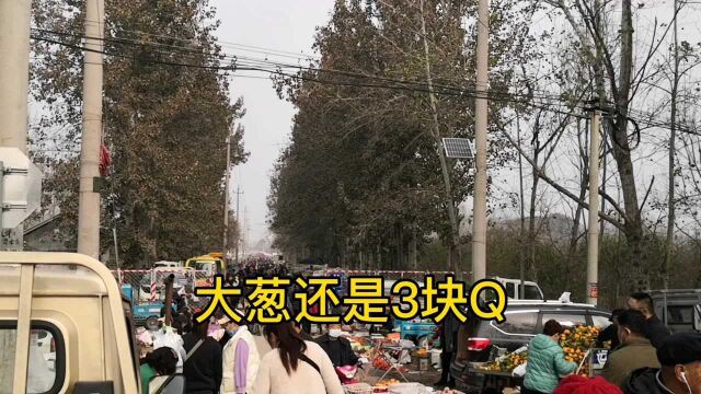 山东潍坊大集大葱降价了,青萝卜大量上市价格惊人,白菜持续高价