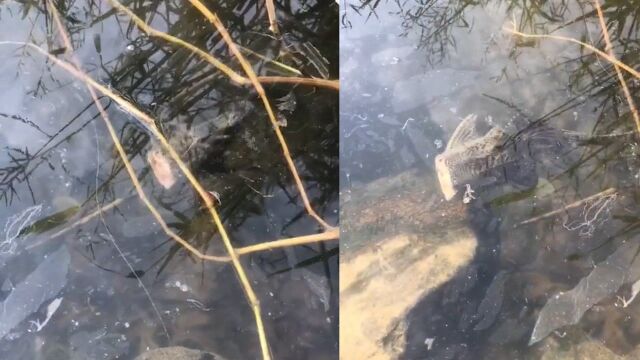 钓友寻找钓位发现水中有鱼畅游,凑近一看却不淡定了:“无头鱼”