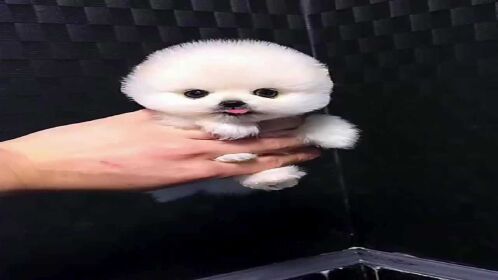 你见过茶杯犬和哈士奇的结合体吗?带你认识一下茶杯哈士奇