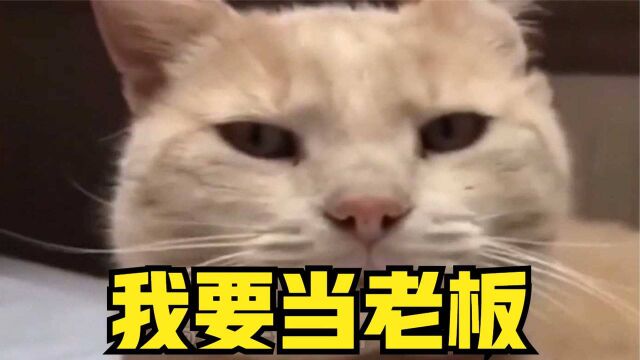 猫:我要当老板,我要给别人发工资