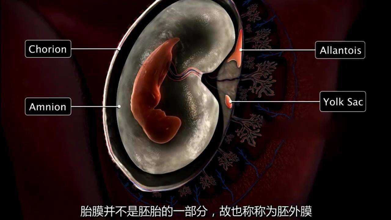 3D动画科普演示胚胎发育全过程,感慨每一个生命诞生的神奇_高清1080P在线观看平台_腾讯视频