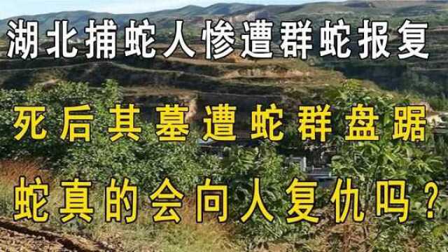 湖北捕蛇人被群蛇多年报复,死后其墓遭蛇群盘踞,他当年做什么