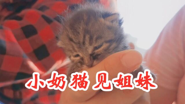 虎虎的小奶猫,见到了它软萌的小姐妹~ (第二集)