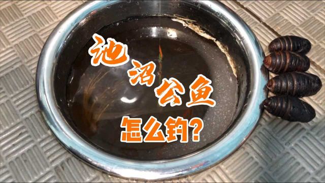 池沼公鱼你会钓了吗?