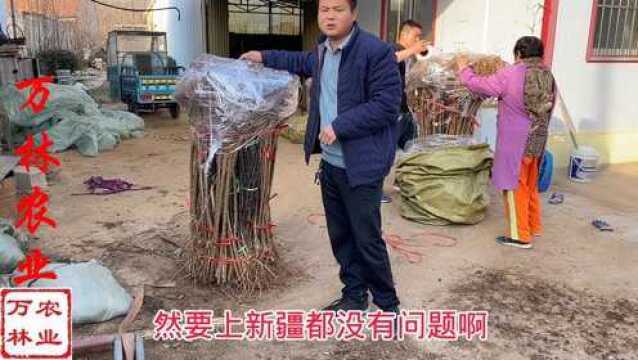 车厘子大樱桃树苗品种介绍,基地现场车厘子树苗保湿邮寄