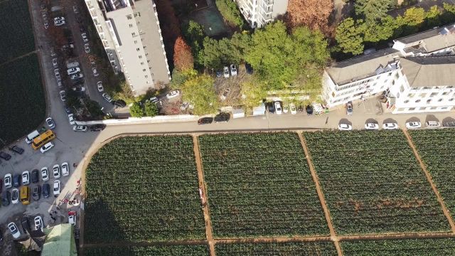 隐匿在高楼群中的蔬菜文化遗产区——探访武汉石牌岭“昔日金殿御膳菜”洪山菜薹原产地