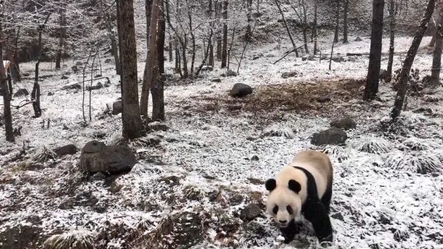 原来熊猫的叫声是这样的,真是长见识了!