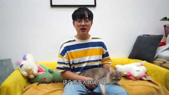 养猫需看:如何让猫咪不再咬人,教育方式对了谁还不是个小可爱呢