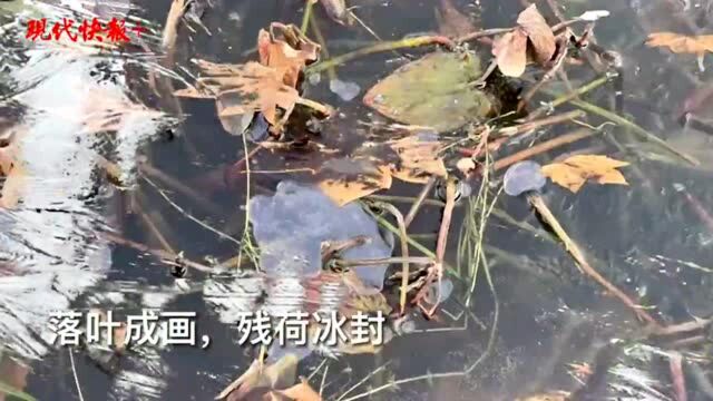 玄武湖冰花“绽放”,落叶成画