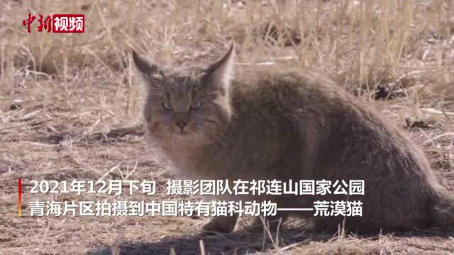 青海摄影团队拍摄到荒漠猫清晰影像