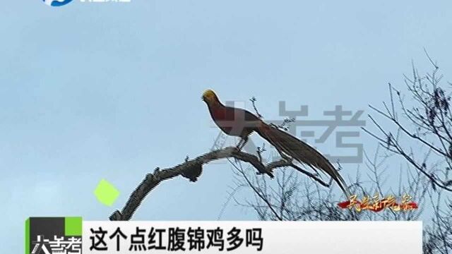 河南三门峡:全国知名的甘山“火凤凰”,最爱吃的竟然是香菜?