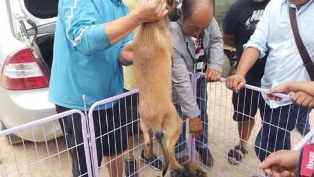 狗市:商家出售马犬幼犬吸引了不少人围观,底价600元一只!