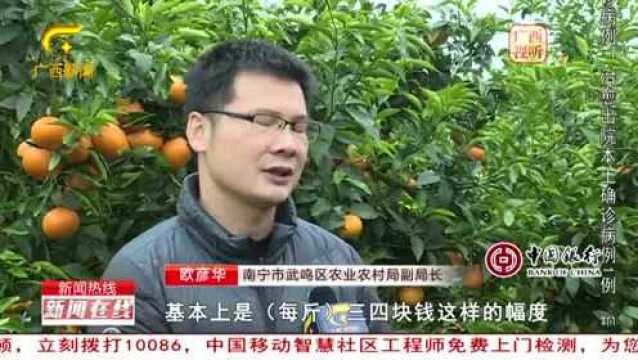 中国柑橘看广西,丰收大年,广西果农增收吗?