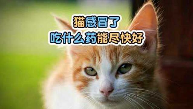 猫感冒了吃什么药能尽快好