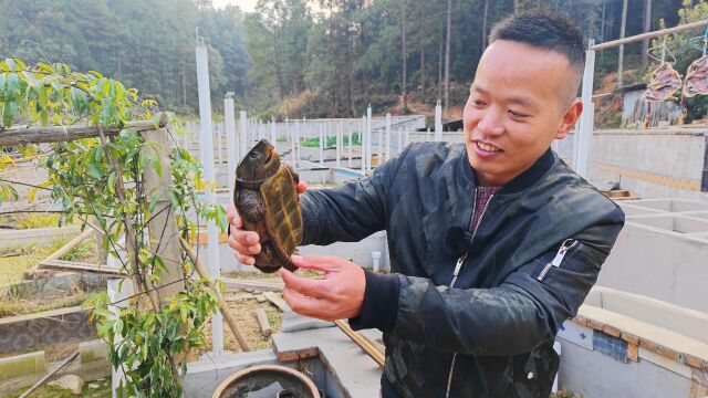 农村小伙创业养殖鹰嘴龟,能卖到2万一只乌龟,年收入上百万