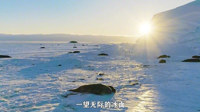 刚生下小海豹就遭遇暴风雪,零下40度小海豹求生欲惊人