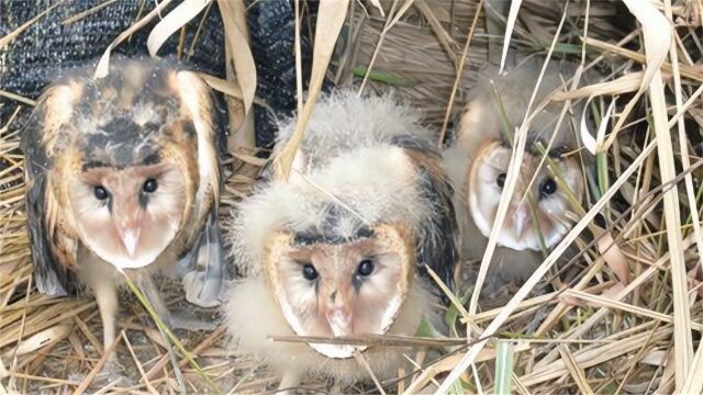 村民砍柴发现4只“怪鸟”,长着一张猴子脸,专家:幸亏你没放生