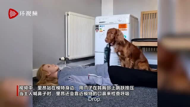 真正救援犬!苏格兰一可卡犬会给人进行心肺复苏并检查呼吸