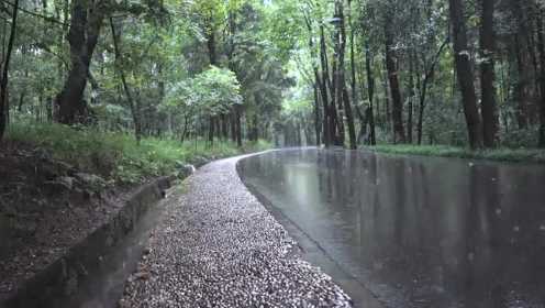 树林美丽的雨声，极度舒适雨声。#唐加文#