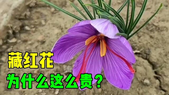 几万1斤的花柱,原来种植也很简单