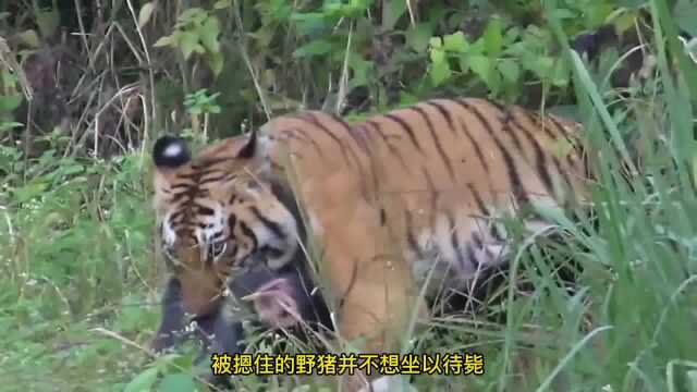 老虎狩猎野猪,却遭野猪强势反击,老虎真打不过野猪吗