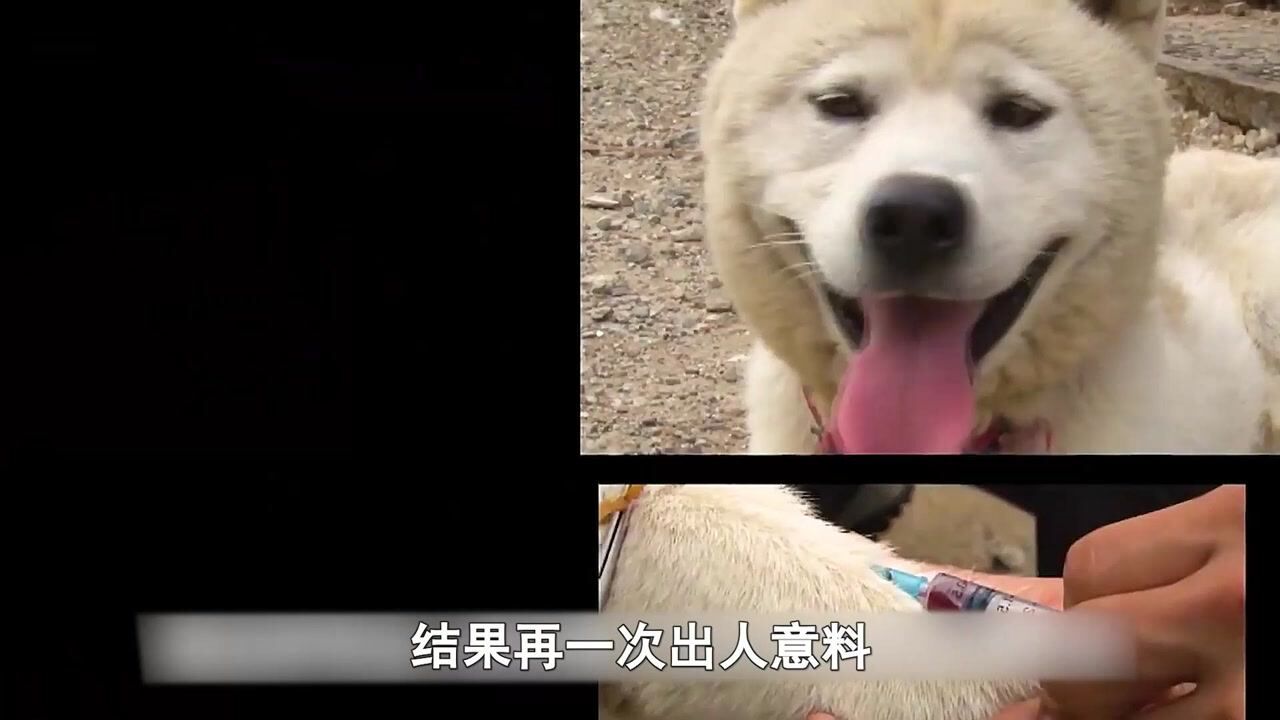 母狗已经生了50只小狗，但一直都找不到狗爸是谁，调查结果惊人_高清