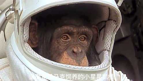 人类提升猩猩智力，没想到留下祸根，猩猩成为星球主人