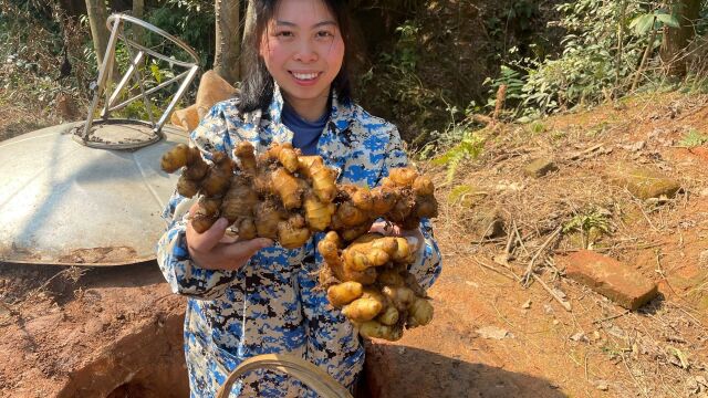 小秀地窖拿生姜,新鲜大块的小黄姜,你想要吗?