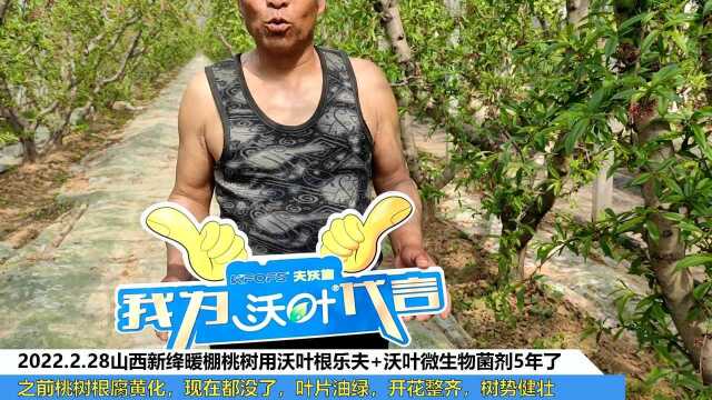 进口水溶肥山西新绛暖棚桃树用夫沃施沃叶根乐夫+沃叶微生物菌剂5年了,之前桃树根腐黄化,现在都没了,叶片油绿,开花整齐,树势健壮