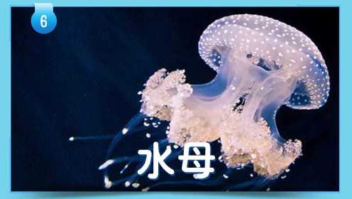 第27集 海洋生物小秘密：水母
