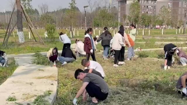 学生拔草误将药草拔出,老师阻止但已无济于事:毕设未出身先死