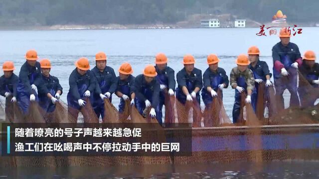 一网6万多斤!千岛湖迎来虎年第一网鱼