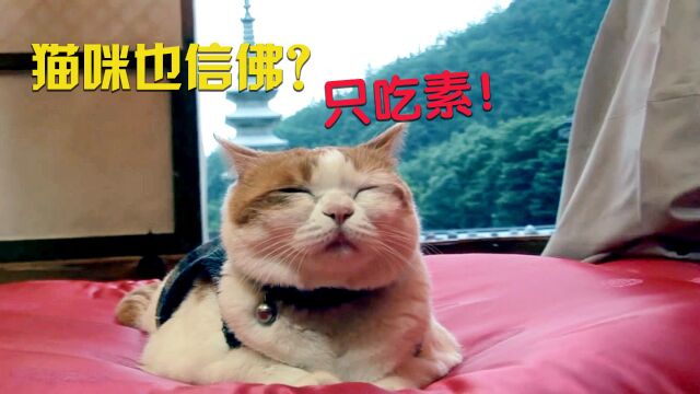 猫咪也信佛?拒绝任何荤腥,只吃素