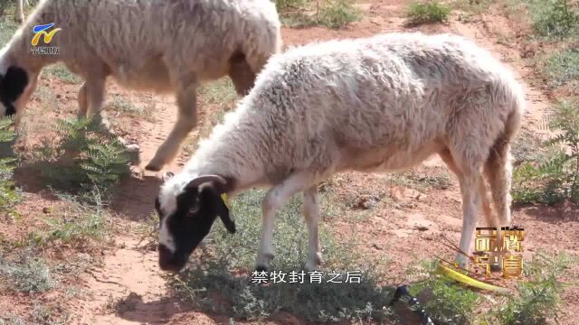 【品牌宁夏】盐池滩羊(上)