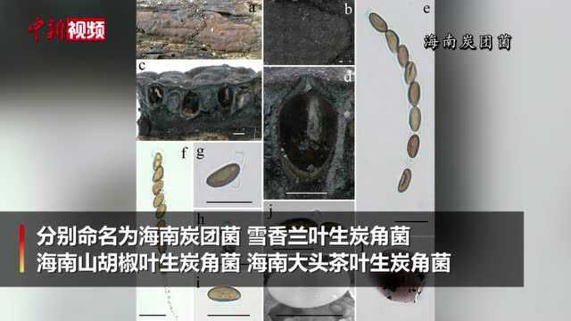 海南热带雨林发现大型真菌新物种8个