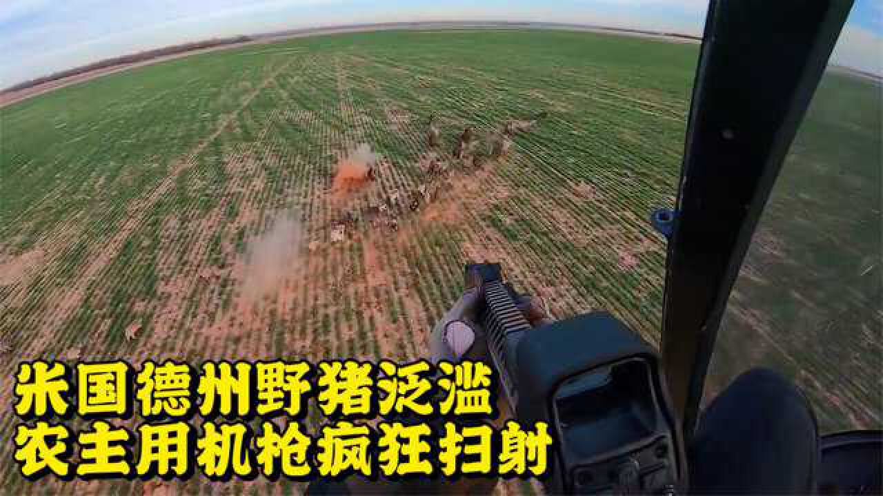 农场野猪泛滥,农主开着直升机疯狂扫射