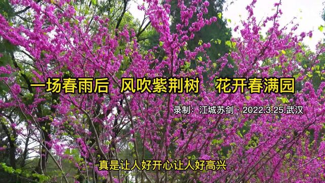 一场春雨后 风吹紫荆树 花开春满园