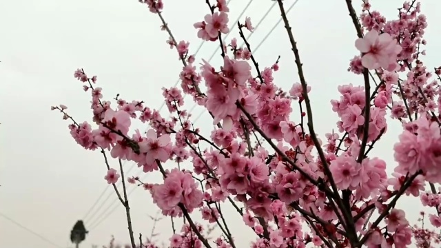 在那桃花盛开的地方——铜梁西来村桃花基地