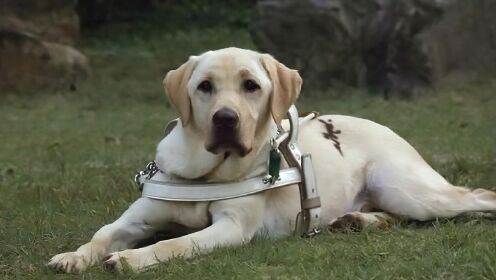 感人电影《导盲犬小Q》为人奉献一生的狗狗，值得敬佩。