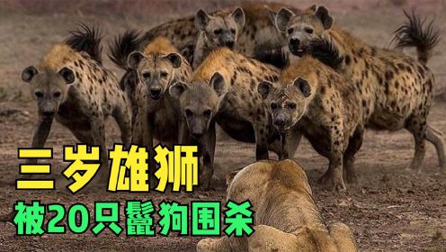 狮子恩仇录：20多只鬣狗疯狂撕咬，雄狮眼看顶不住了…