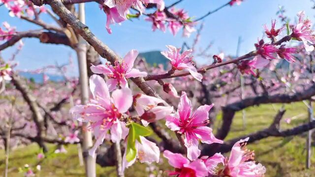 奉化|在那桃花盛开的地方