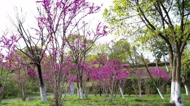 清明踏春不远行,家门口的风景也精彩!