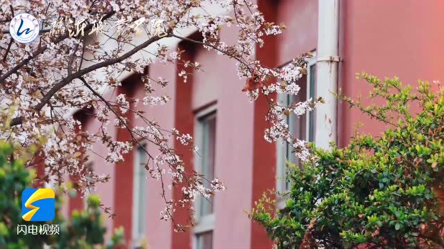 诗画山东|共赴一场春来,临沂职业学院邀你“云赏花”