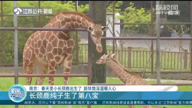 南京:长颈鹿纯子生了第八宝 舔犊情深温暖人心