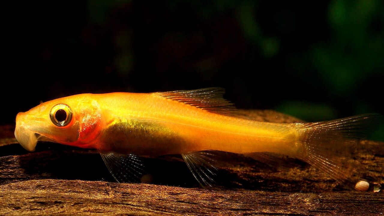 金苔鼠订单超过9000份,鱼缸清洁工新秀吗?除藻效果怎么样?